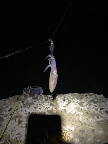 マメイカの釣果