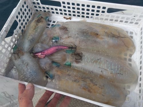 アオリイカの釣果