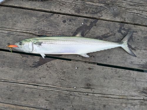 サワラの釣果
