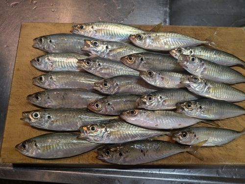 マアジの釣果