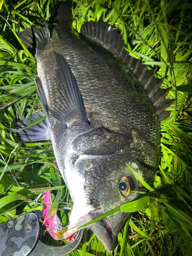 チヌの釣果