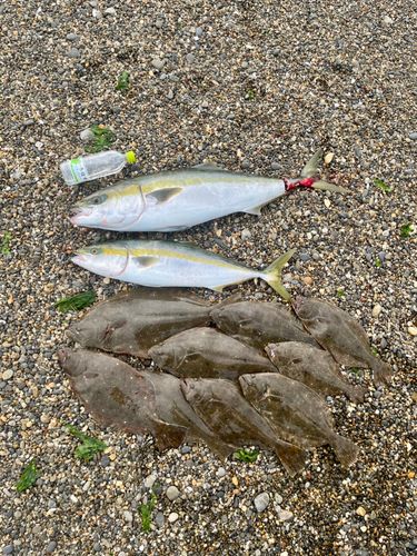 ワラサの釣果