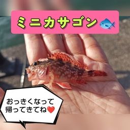 サッパ