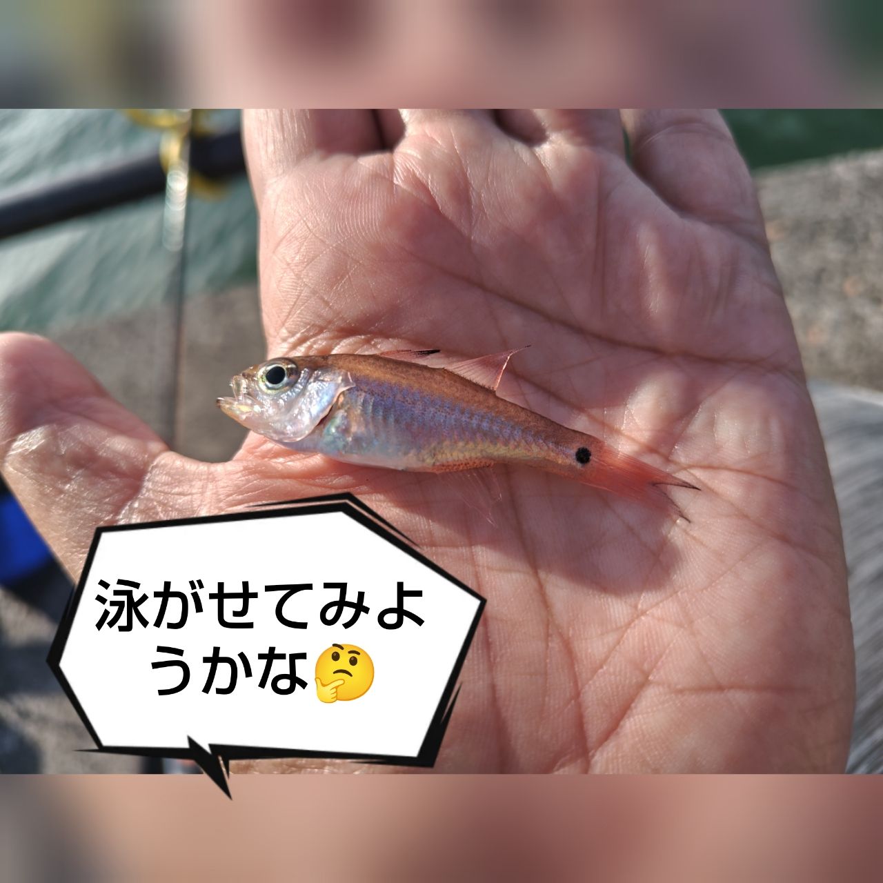 サッパ