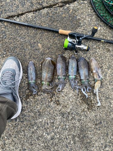 アオリイカの釣果