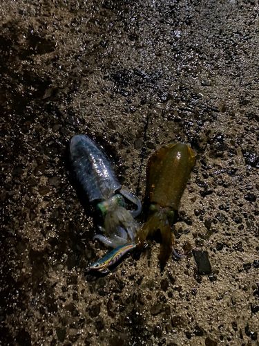 アオリイカの釣果