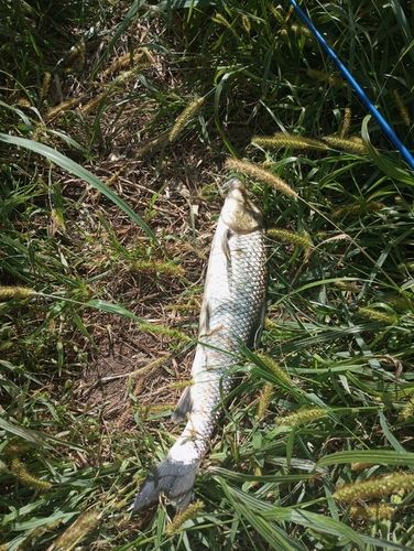 ニゴイの釣果