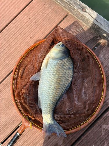 ヘラブナの釣果