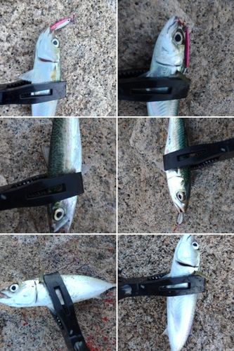 サバの釣果