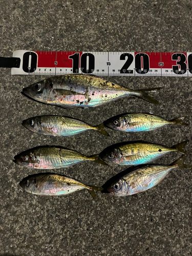 小坪新波止