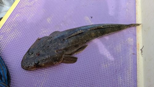 マゴチの釣果