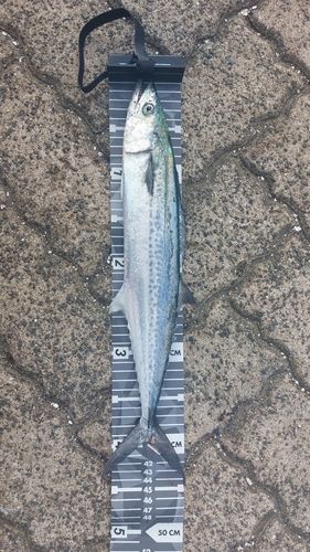 サゴシの釣果