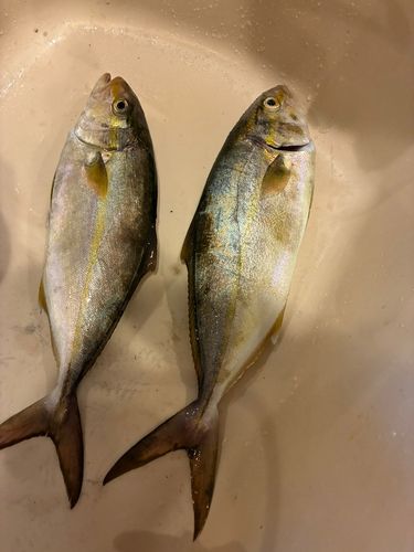 伊豆大島