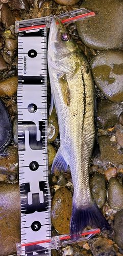 セイゴ(マルスズキ)の釣果