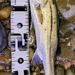 セイゴ（マルスズキ）