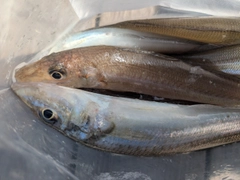 シロギスの釣果