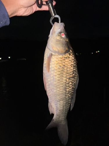 フナの釣果