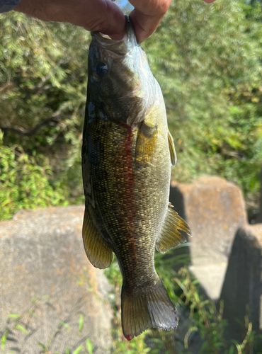 スモールマウスバスの釣果