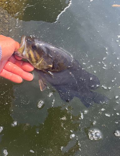スモールマウスバスの釣果