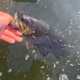 スモールマウスバス