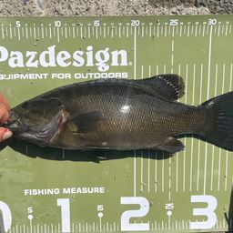 スモールマウスバス