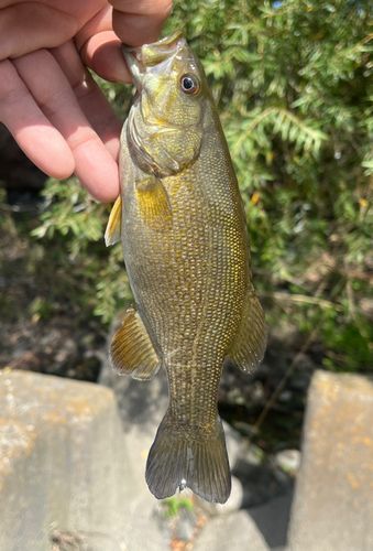 スモールマウスバスの釣果