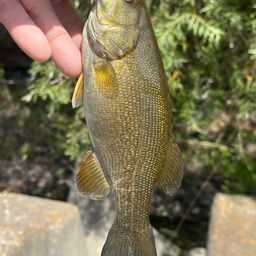 スモールマウスバス