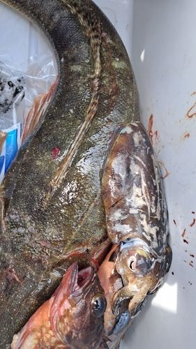 コウイカの釣果