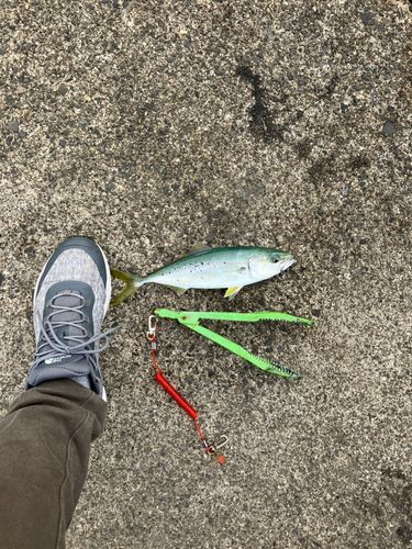 ツバスの釣果