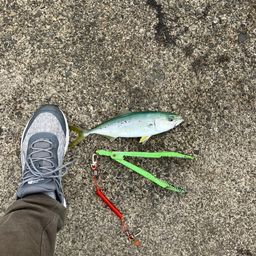 ツバス