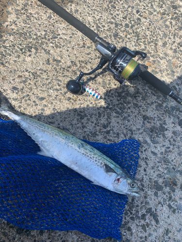 サゴシの釣果