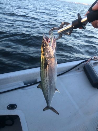 サゴシの釣果