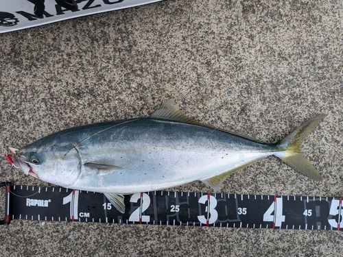 イナダの釣果