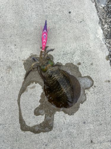 アオリイカの釣果