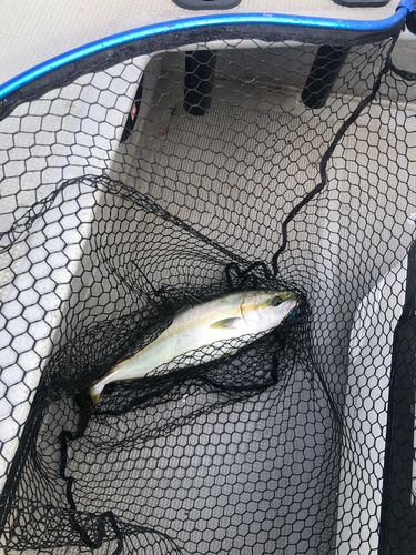 ハマチの釣果
