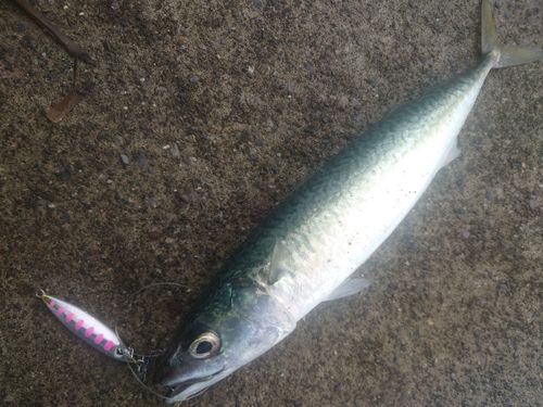 サバの釣果