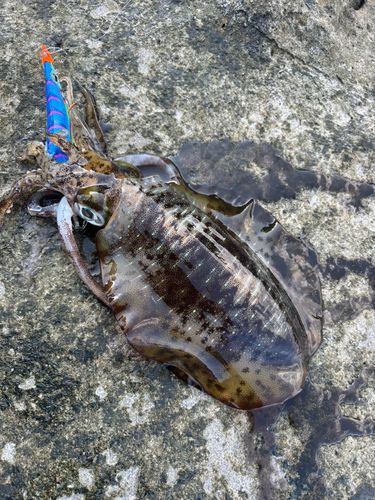 アオリイカの釣果
