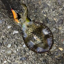 アオリイカ