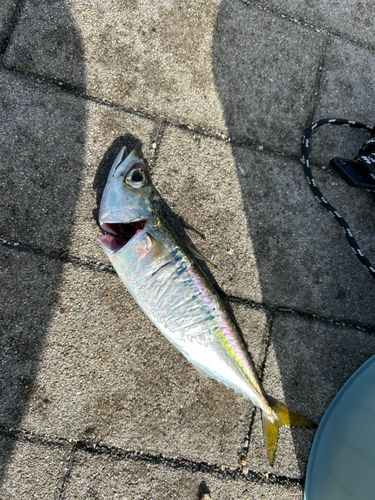 サバの釣果