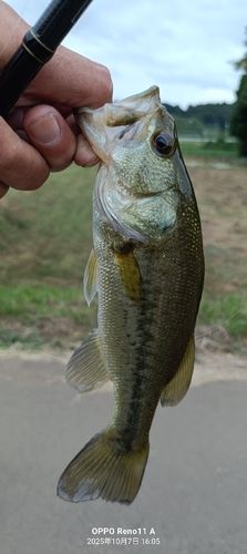 ブラックバスの釣果