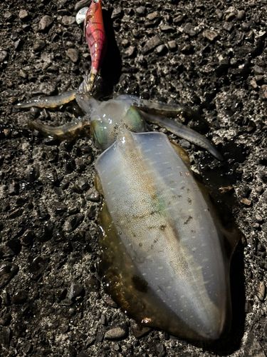 アオリイカの釣果