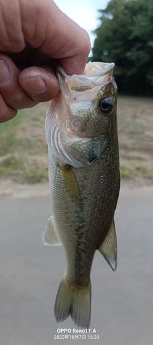 ブラックバスの釣果