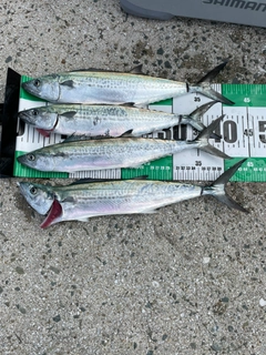 サゴシの釣果