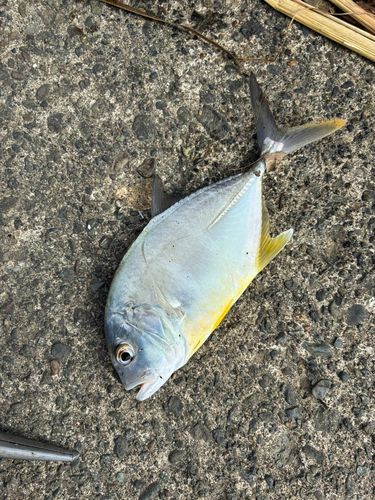 メッキの釣果