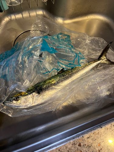 サゴシの釣果