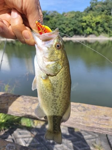 ブラックバスの釣果