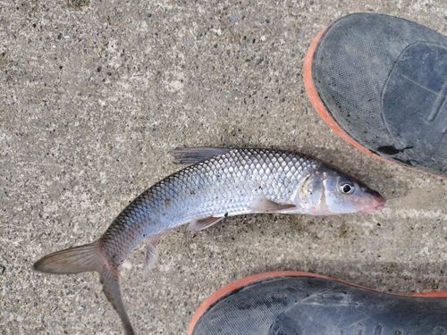 ニゴイの釣果