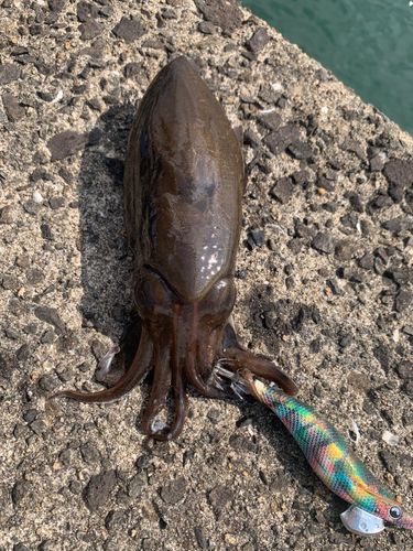 コウイカの釣果