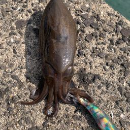 コウイカ