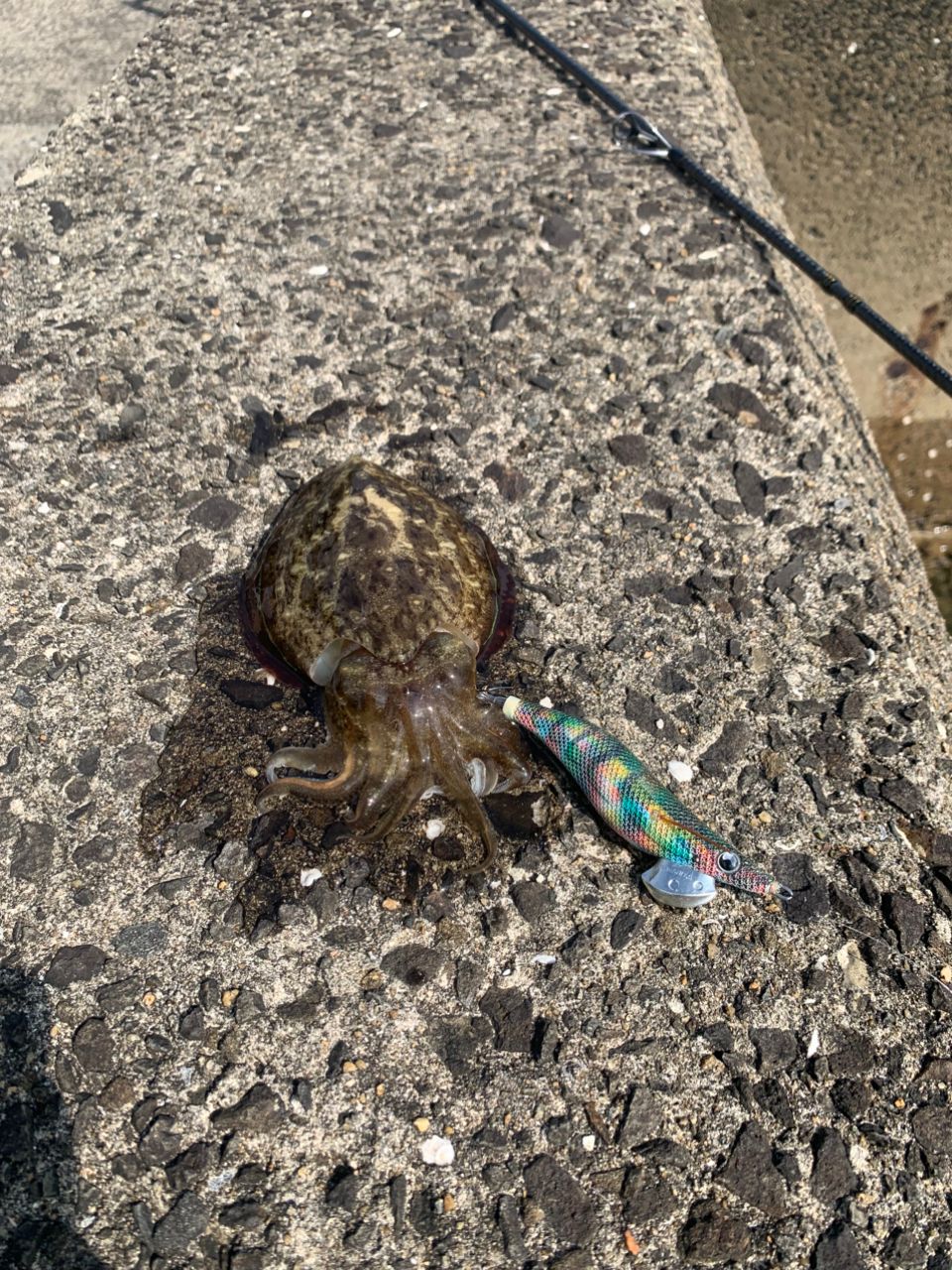 コウイカ